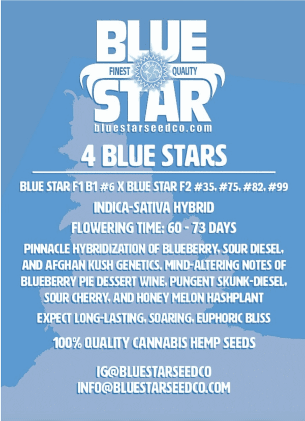 4 Blue Stars F1 4 Feminized Seeds - Image 2