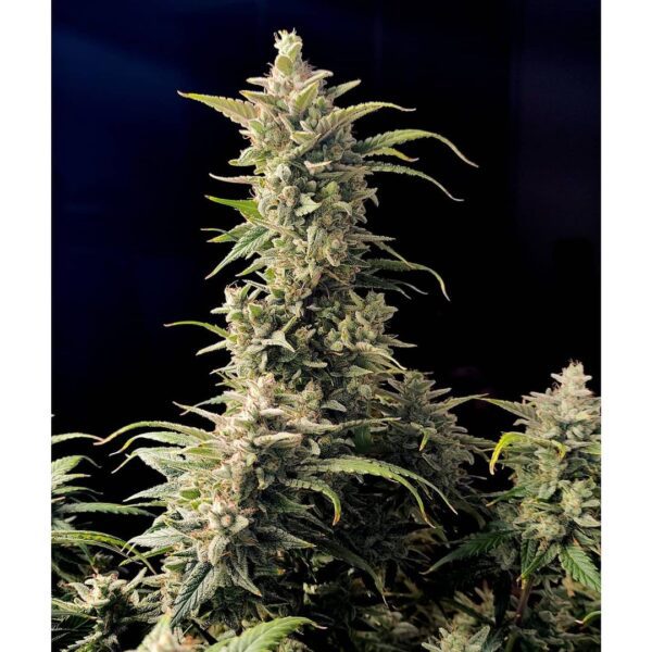 AK Auto 3 Feminized Autoflower Seeds - Image 2