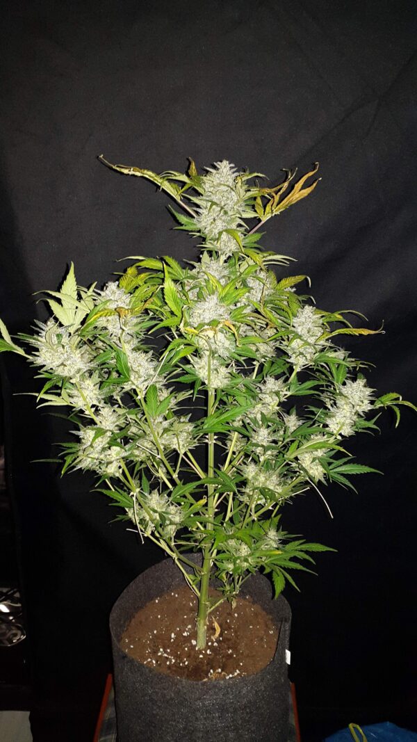 AK Auto 3 Feminized Autoflower Seeds - Image 3