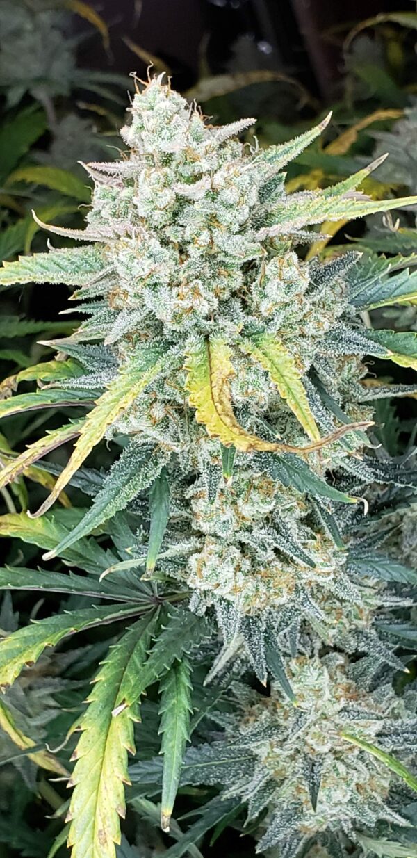 AK Auto 3 Feminized Autoflower Seeds - Image 4