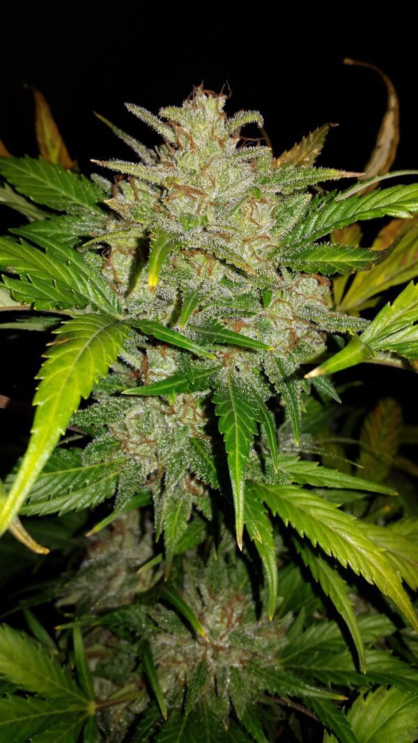 AK Auto 3 Feminized Autoflower Seeds - Image 5