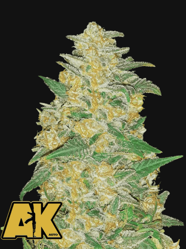 AK Auto 3 Feminized Autoflower Seeds