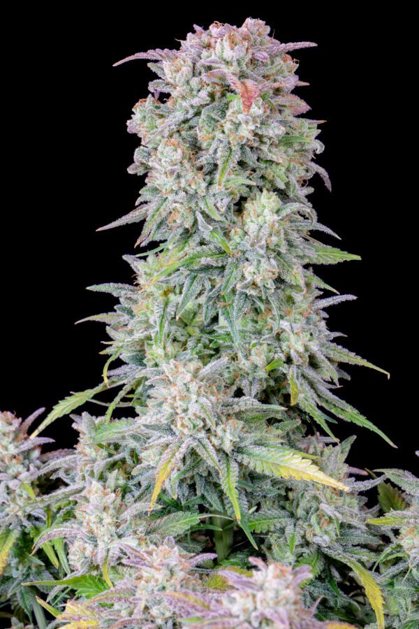 Afghan Kush Auto 3 Feminized Autoflower Seeds - Image 2