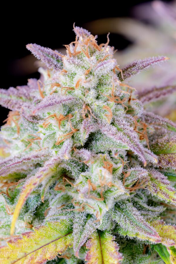 Afghan Kush Auto 3 Feminized Autoflower Seeds - Image 4