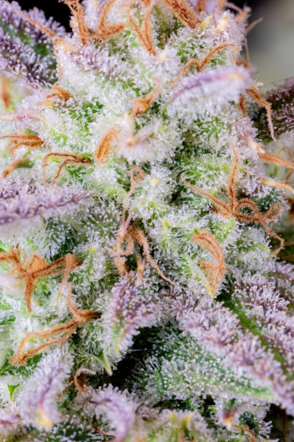 Afghan Kush Auto 3 Feminized Autoflower Seeds - Image 5