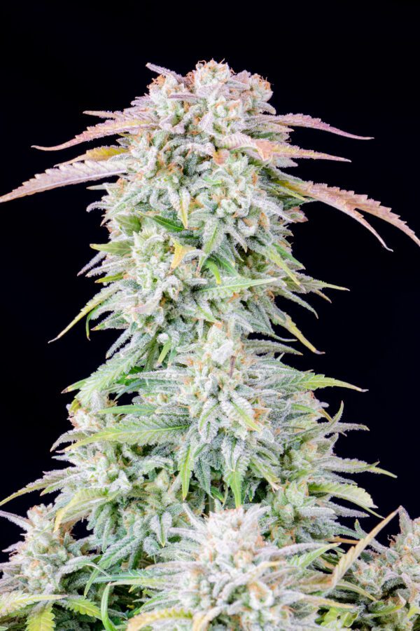 Afghan Kush Auto 3 Feminized Autoflower Seeds - Image 7