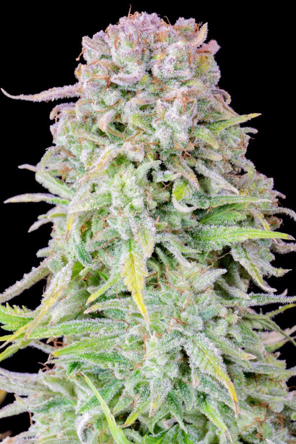 Afghan Kush Auto 3 Feminized Autoflower Seeds - Image 8