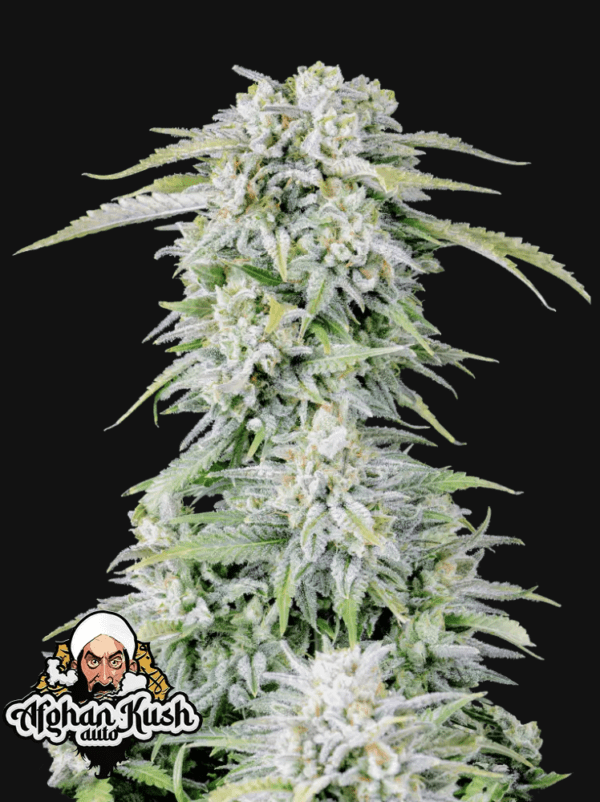 Afghan Kush Auto 3 Feminized Autoflower Seeds