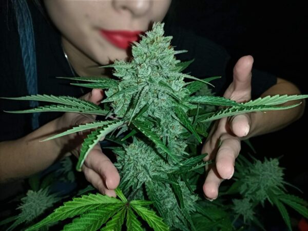 Amnesia Haze Auto 3 Feminized Autoflower Seeds - Image 11