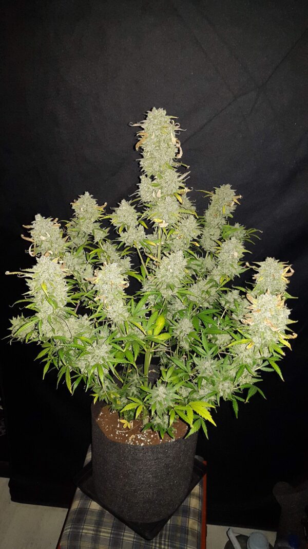 Amnesia Haze Auto 3 Feminized Autoflower Seeds - Image 3