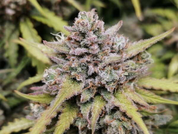 Amnesia Haze Auto 3 Feminized Autoflower Seeds - Image 4