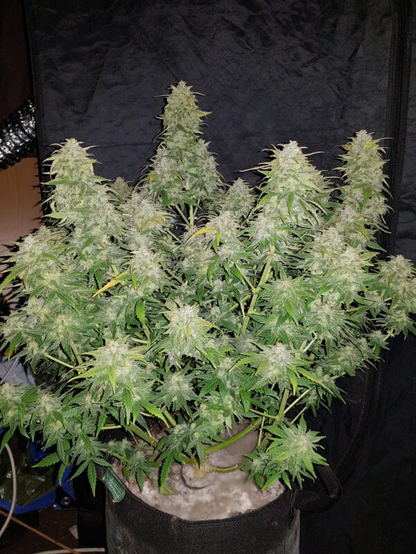 Amnesia Haze Auto 3 Feminized Autoflower Seeds - Image 6