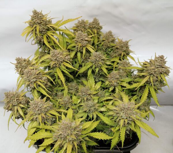 Amnesia Haze Auto 3 Feminized Autoflower Seeds - Image 7