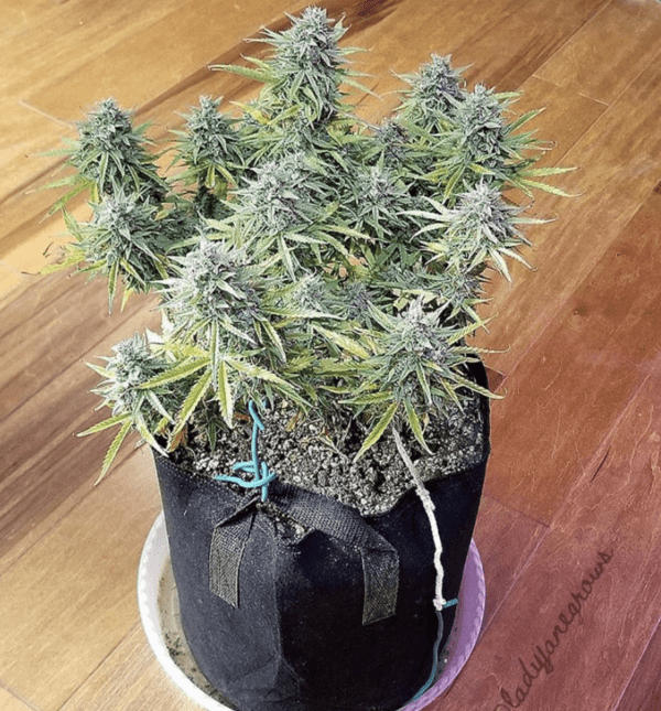 Amnesia Haze Auto 3 Feminized Autoflower Seeds - Image 9