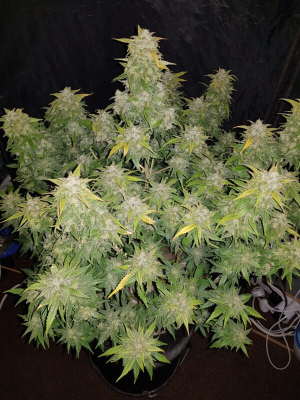 Amnesia Haze Auto 3 Feminized Autoflower Seeds - Image 10