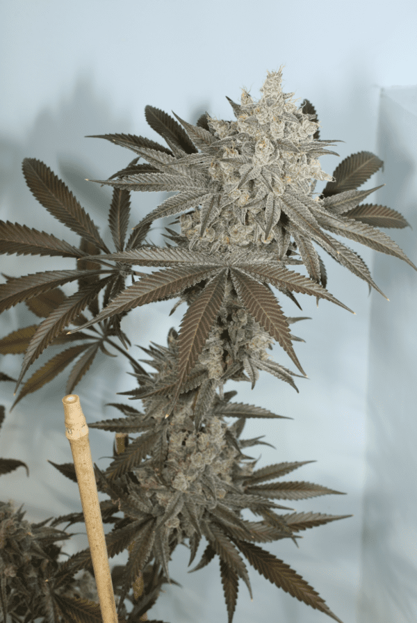 Blue Lotus S1 7 Feminized Seeds