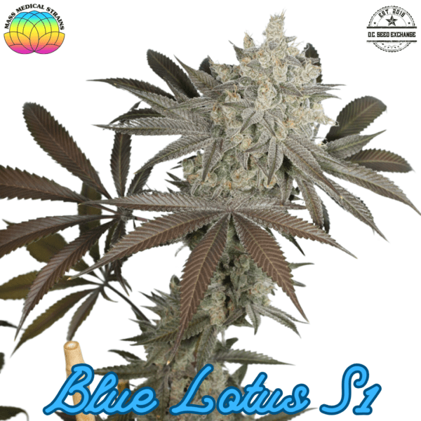 Blue Lotus S1 7 Feminized Seeds