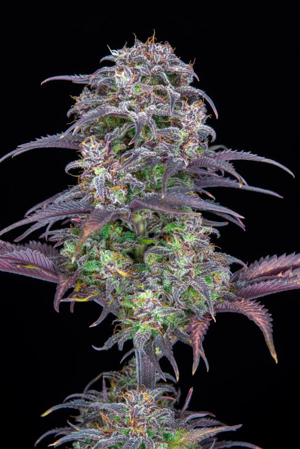 Blueberry Auto 3 Feminized Autoflower Seeds - Image 2