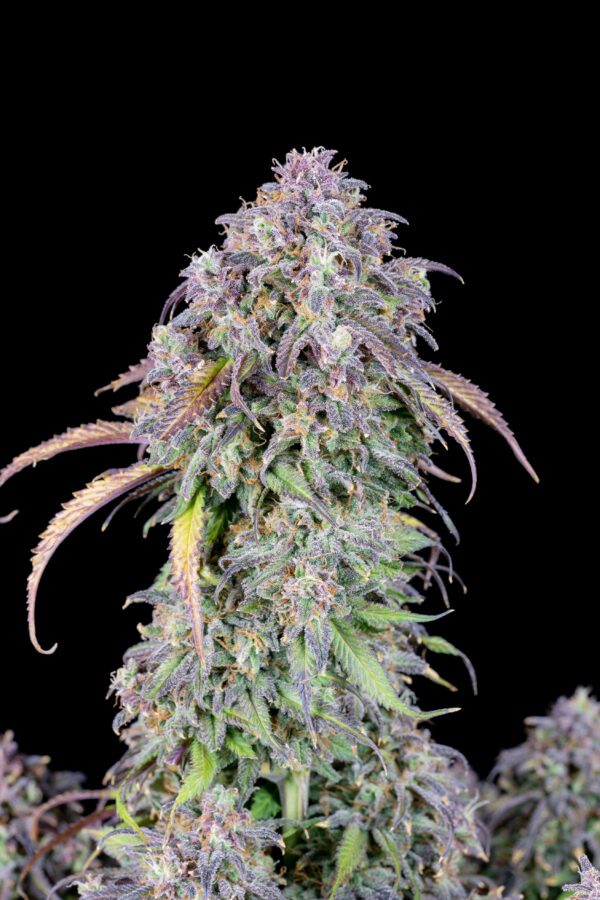 Blueberry Auto 3 Feminized Autoflower Seeds - Image 11