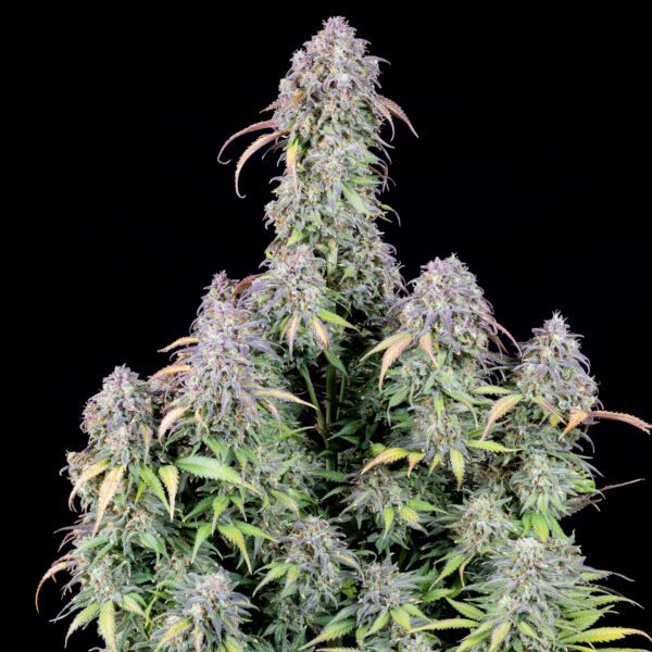 Blueberry Auto 3 Feminized Autoflower Seeds - Image 12