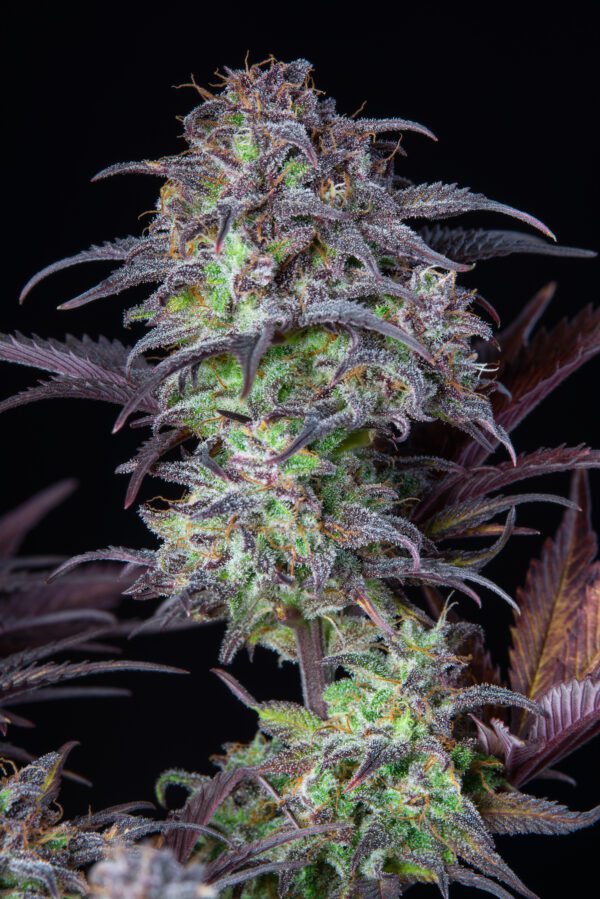 Blueberry Auto 3 Feminized Autoflower Seeds - Image 13