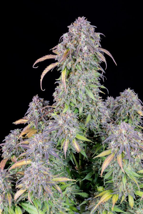 Blueberry Auto 3 Feminized Autoflower Seeds - Image 3