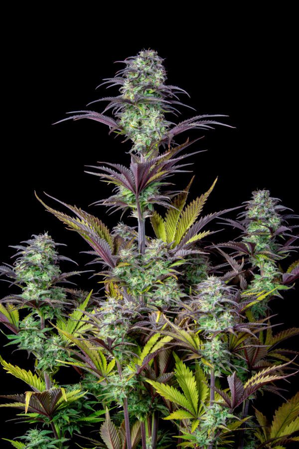 Blueberry Auto 3 Feminized Autoflower Seeds - Image 4