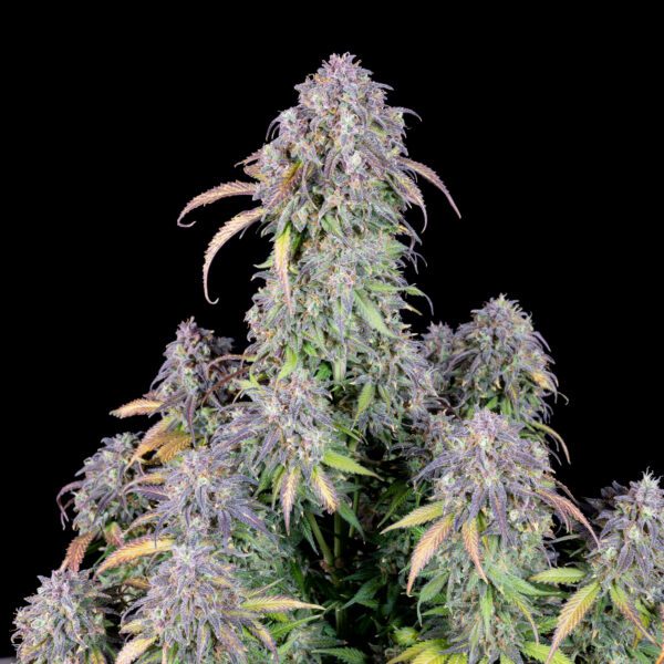 Blueberry Auto 3 Feminized Autoflower Seeds - Image 5