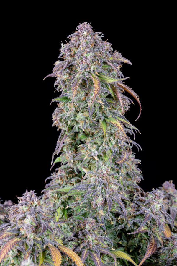 Blueberry Auto 3 Feminized Autoflower Seeds - Image 6