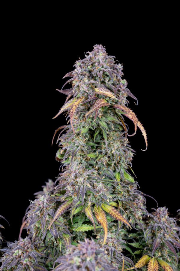 Blueberry Auto 3 Feminized Autoflower Seeds - Image 7