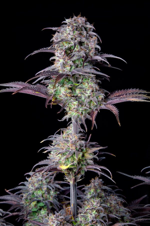 Blueberry Auto 3 Feminized Autoflower Seeds - Image 8