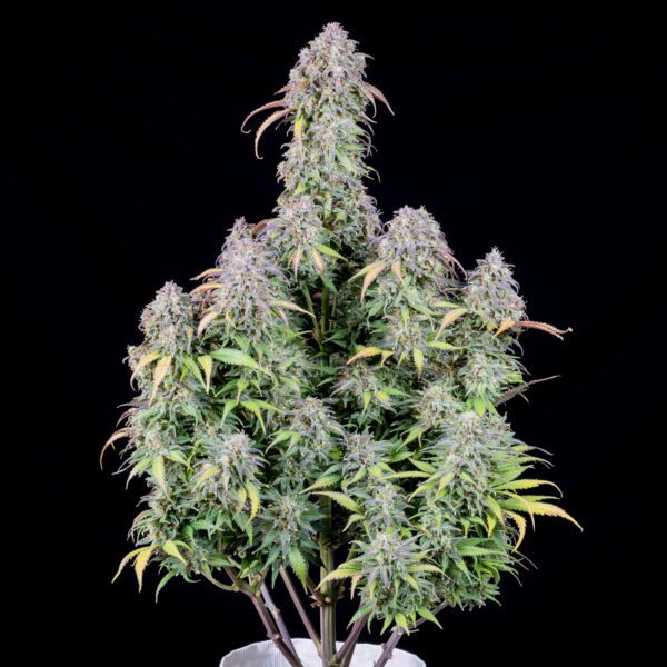 Blueberry Auto 3 Feminized Autoflower Seeds - Image 9