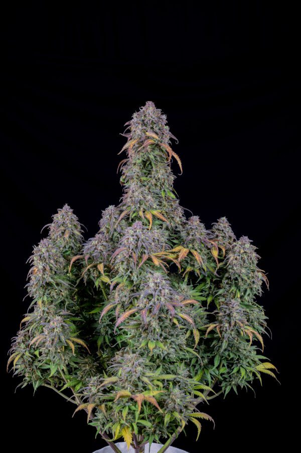 Blueberry Auto 3 Feminized Autoflower Seeds - Image 10