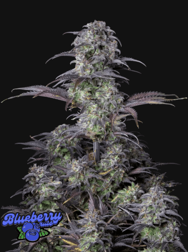 Blueberry Auto 3 Feminized Autoflower Seeds