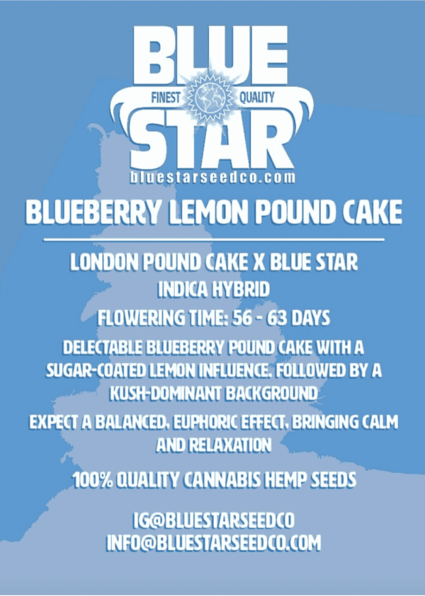 Blueberry Lemon Poundcake F1 (London Poundcake x Blue Star) 4 Feminized Seeds - Image 2