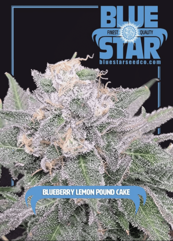 Blueberry Lemon Poundcake F1 (London Poundcake x Blue Star) 4 Feminized Seeds