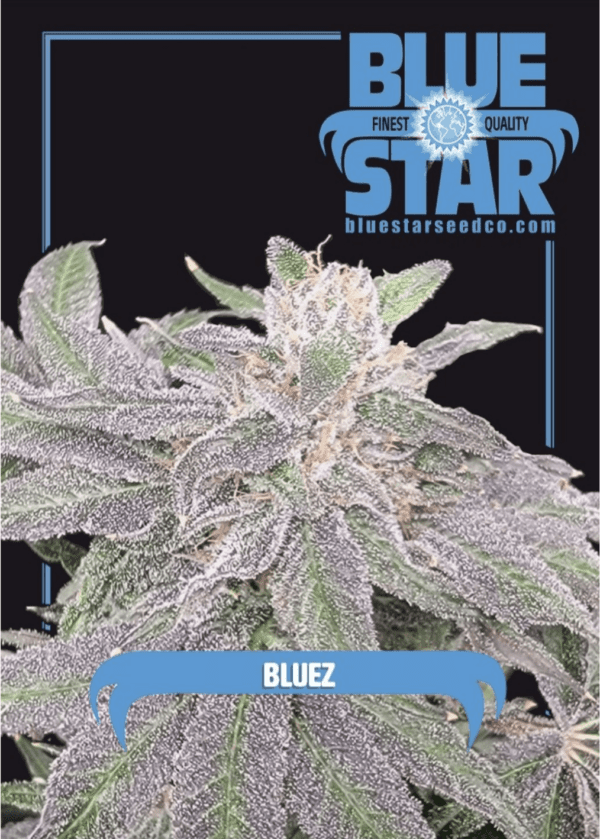 Blue Star Seed Co Box Set #2 28 Feminized Seeds - Image 14