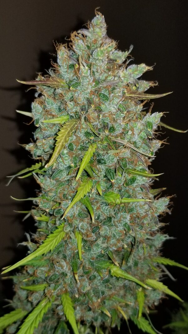 BubbleGum Auto 3 Feminized Autoflower Seeds - Image 2