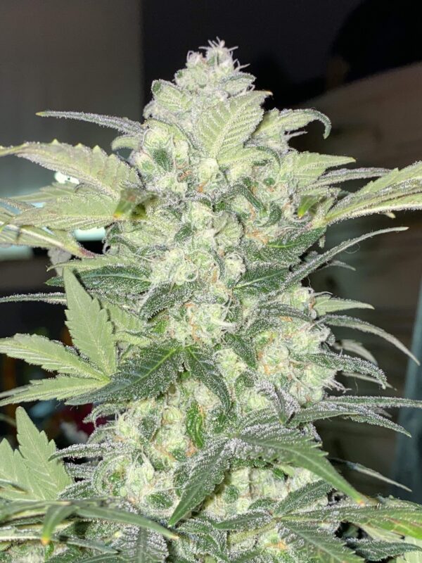 BubbleGum Auto 3 Feminized Autoflower Seeds - Image 11