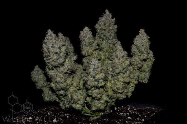 BubbleGum Auto 3 Feminized Autoflower Seeds - Image 4