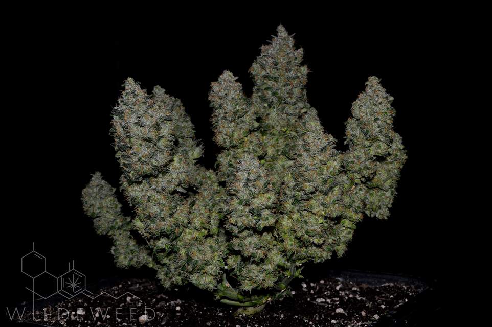 BubbleGum Auto 3 Feminized Autoflower Seeds - Image 4