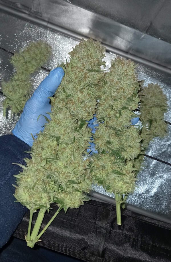 BubbleGum Auto 3 Feminized Autoflower Seeds - Image 5