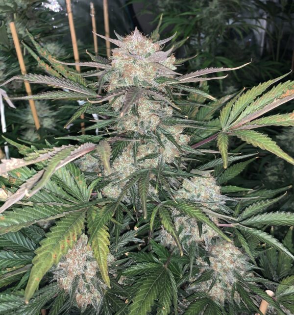 BubbleGum Auto 3 Feminized Autoflower Seeds - Image 3