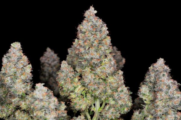 BubbleGum Auto 3 Feminized Autoflower Seeds - Image 6