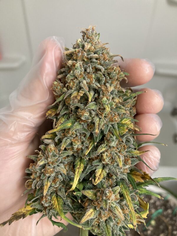 BubbleGum Auto 3 Feminized Autoflower Seeds - Image 10