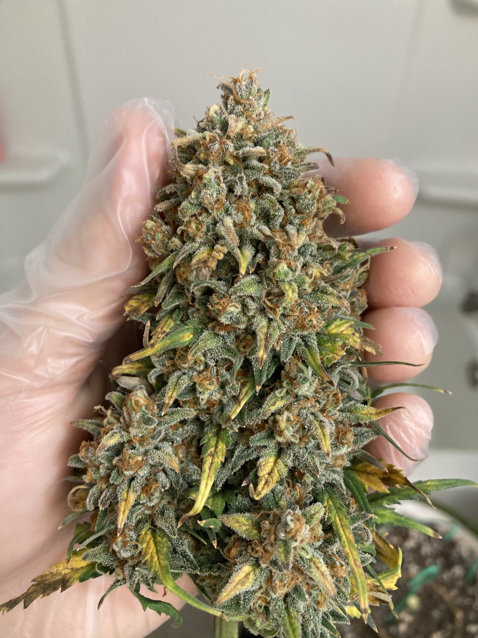 BubbleGum Auto 3 Feminized Autoflower Seeds - Image 10