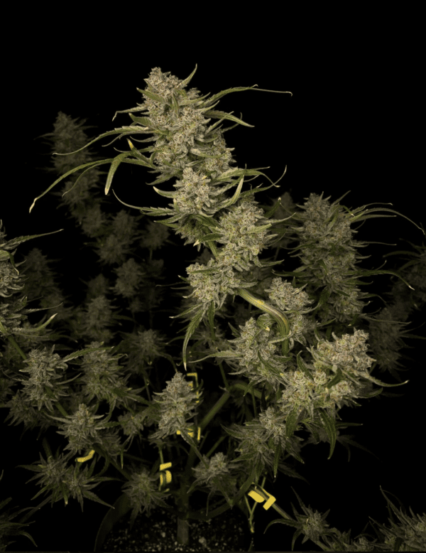 Guava Auto 3 Feminized Autoflower Seeds - Image 3