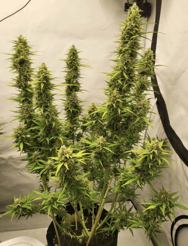 Guava Auto 3 Feminized Autoflower Seeds - Image 10