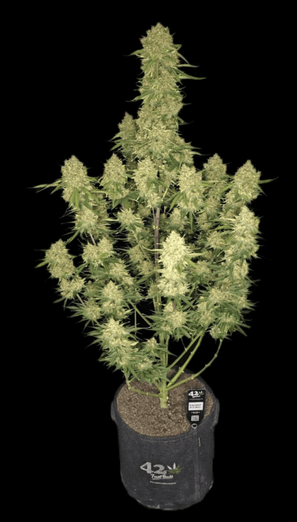 Guava Auto 3 Feminized Autoflower Seeds - Image 11