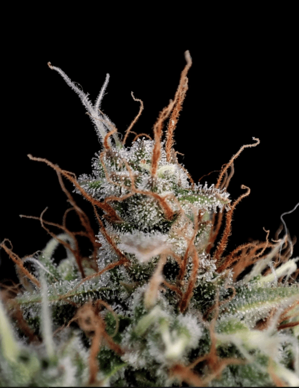 Guava Auto 3 Feminized Autoflower Seeds - Image 7